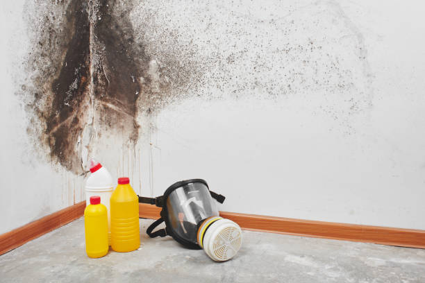 Certified Mold Removal in Lagrange, GA