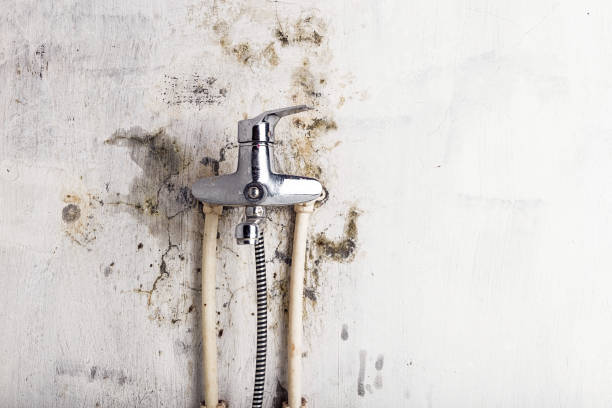 Best Black Mold Removal  in Lagrange, GA