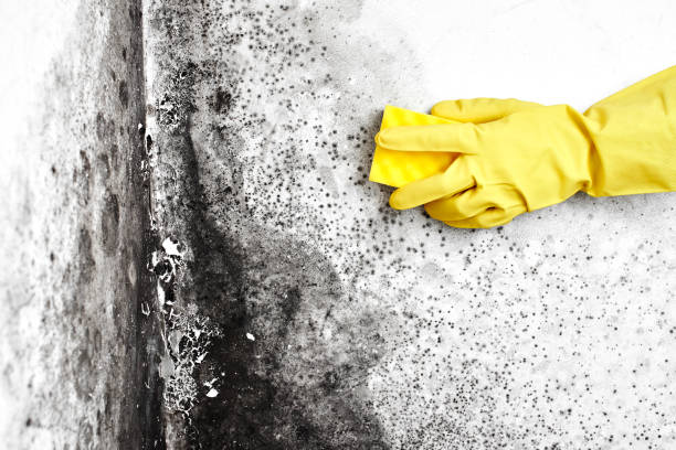 Best Attic Mold Removal  in Lagrange, GA