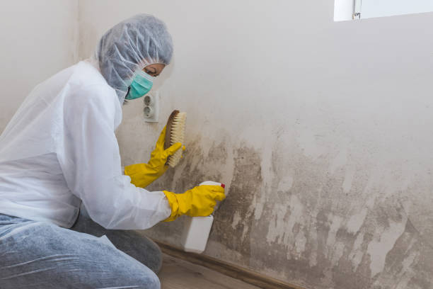 Professional Mold Removal in Lagrange, GA